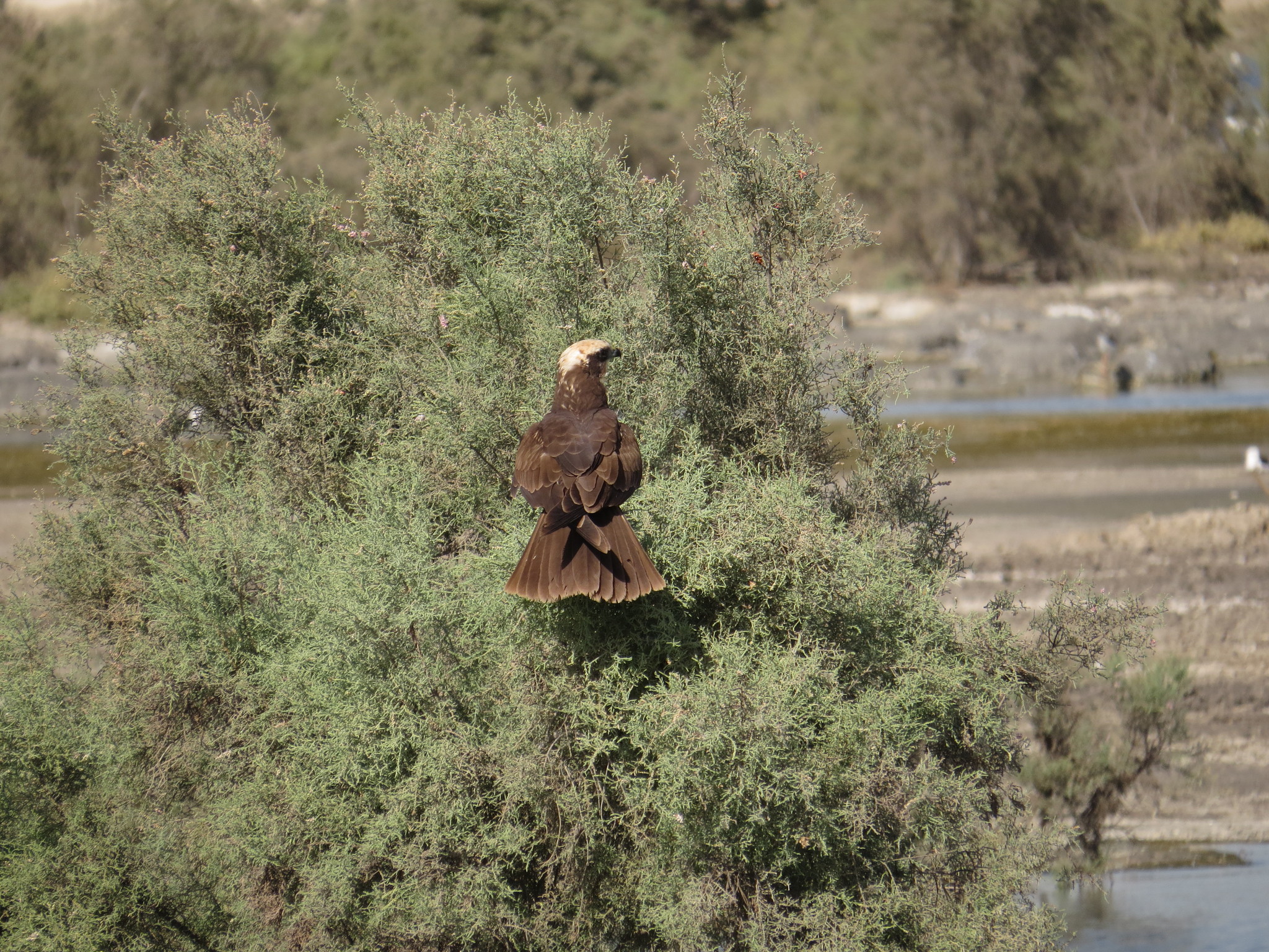 Western Marsh Harrier