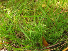 Poa breviglumis