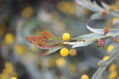 Acacia glaucoptera