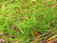 Poa breviglumis