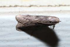 Aphomia fulminalis