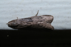 Aphomia fulminalis
