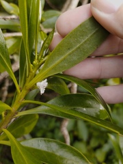 Myoporum