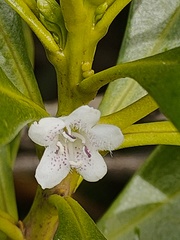 Myoporum