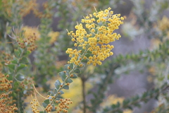 Acacia cultriformis