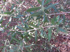 Olea europaea europaea
