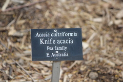 Acacia cultriformis