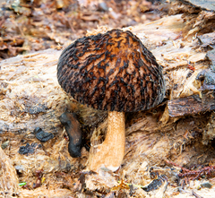 Pluteus perroseus