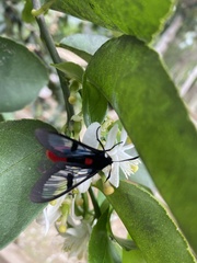 Aethria haemorrhoidalis