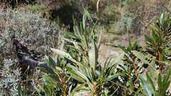 Eriodictyon trichocalyx lanatum