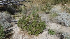 Eriodictyon trichocalyx lanatum