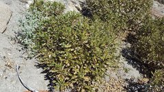 Eriodictyon trichocalyx lanatum