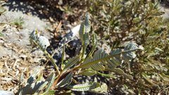 Eriodictyon trichocalyx lanatum