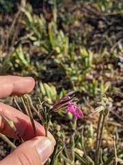 Silene nuda