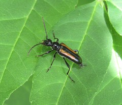 Strangalepta abbreviata