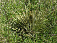 Aciphylla subflabellata