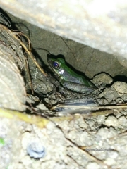 Odorrana hosii