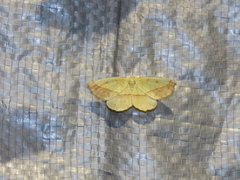 Auaxa sulphurea
