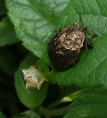 Polychalca aerea