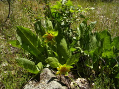 Wyethia glabra