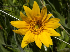 Wyethia angustifolia