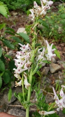 Corydalis caseana