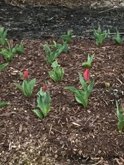 Tulipa