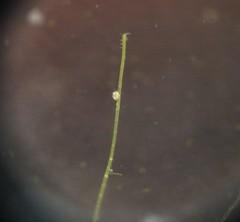 Chydorus