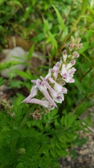 Corydalis caseana