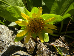 Wyethia glabra