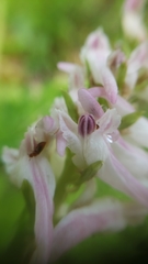 Corydalis caseana