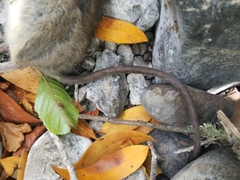 Neotoma fuscipes annectens