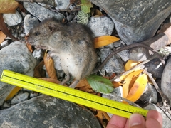 Neotoma fuscipes annectens