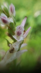 Corydalis caseana