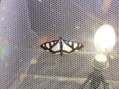 Glyphodes quadrimaculalis