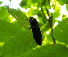 Melanactes