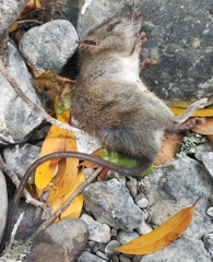 Neotoma fuscipes annectens