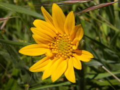 Wyethia angustifolia
