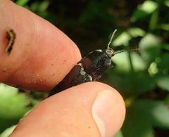 Melanactes
