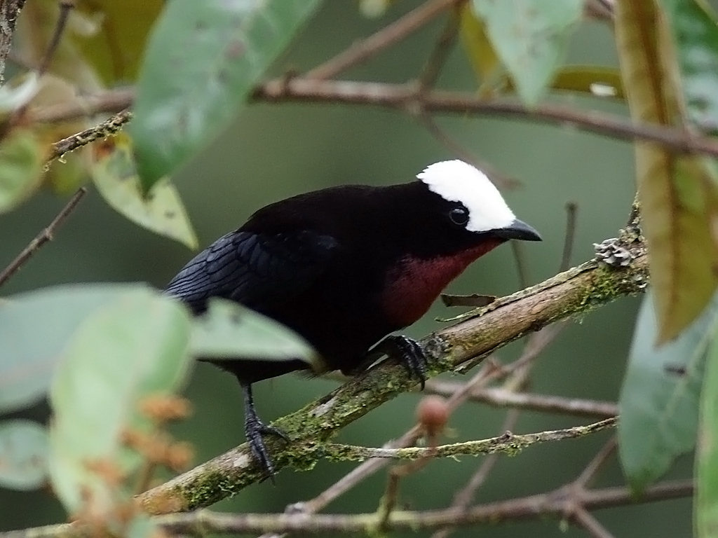 White-capped Tanager photo