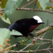 White-capped Tanager - Photo (c) David Cook, some rights reserved (CC BY-NC)