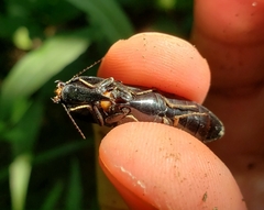 Melanactes