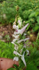Corydalis caseana