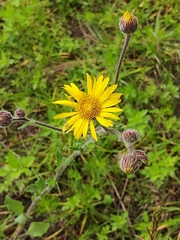 Heterotheca inuloides