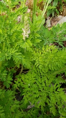 Corydalis caseana