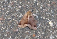 Chrysorithrum amatum