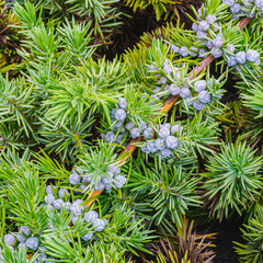 Juniperus rigida conferta