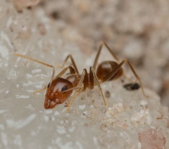 Iridomyrmex pallidus