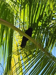 Corvus leucognaphalus