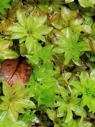 Rhodobryum giganteum observed 2021-07-03